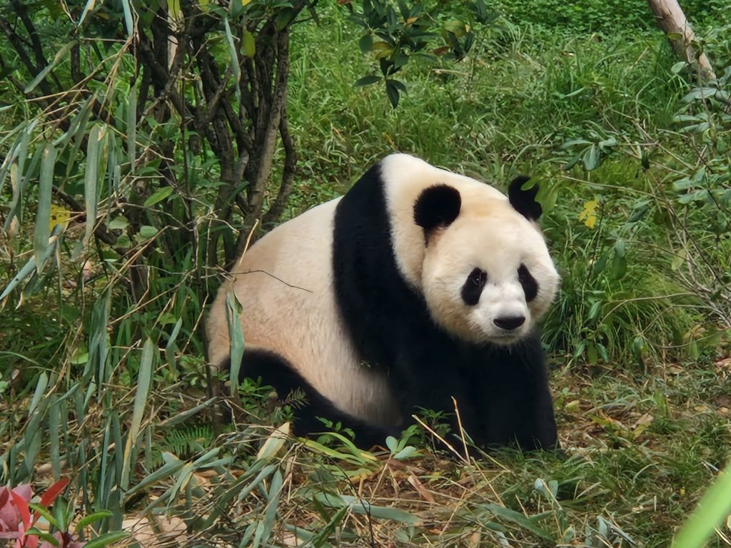 Giant Panda in Chengdu, Sichuan, China (© 2025 Timbuk2Stu)
